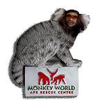 MARMOSET MAGNET